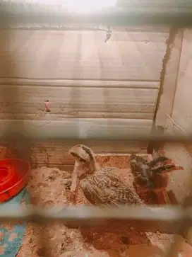 Anakan ayam bekisar 2 ekor umur 28 hari