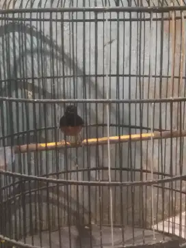 Burung murai hutan