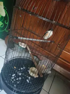 Pentet trotol pore total jinak lalat ktp jateng