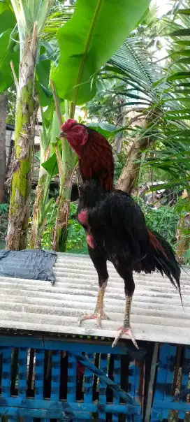 Jual ayam Bangkok pakoy