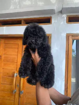 Poodle toy jantan stb dan vaksin lengkap