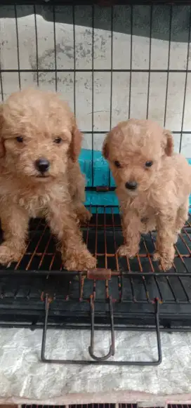 Anakan poodle toy 1.5 bln jtn .btn
