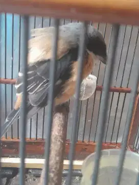 Cendet pastol mabung
