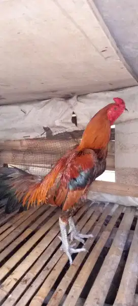 Jual ayam mangon F1