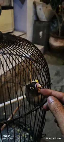 lovebird blue ice batman jinak