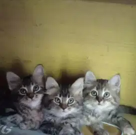Kitten persia medium & Flatnose