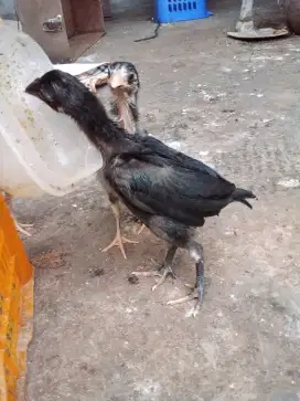 Ayam pitik mangon kmpung