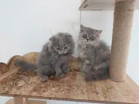 Kitten persia gembul