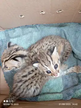 Kucing anggora belang
