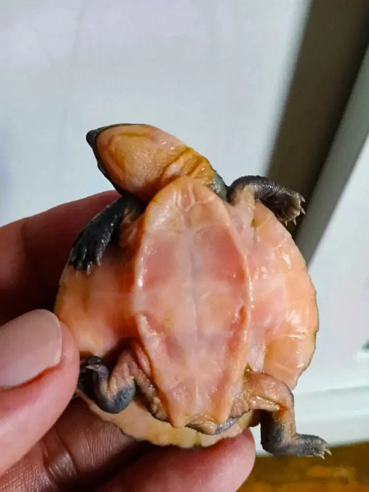 Kura dada pink 5cm