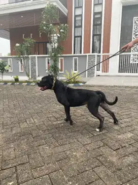 Pitbull pejantan super open stude