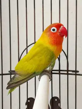 Burung lovebird jantan ganteng beby dark green spangel