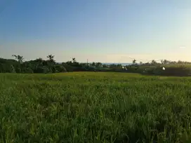 Tanah di pantai pasut tabanan