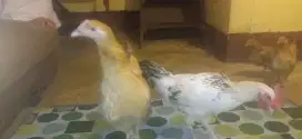Jenis jenis Ayam Ras campuran