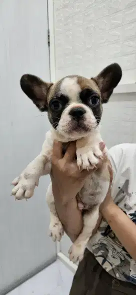 French bulldog 2 bulan