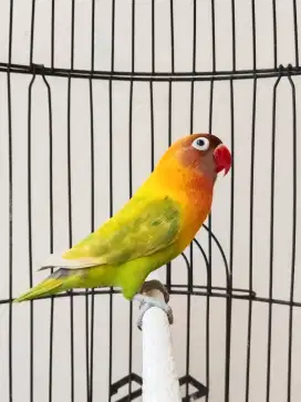 Burung lovebird jantan ganteng mangsi Perso