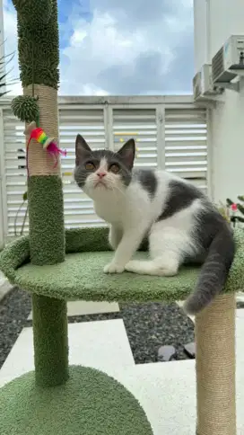 bsh female open adopt