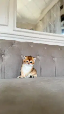 british shorthair kitten betina golden