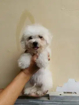 Bichon Frise Jantan