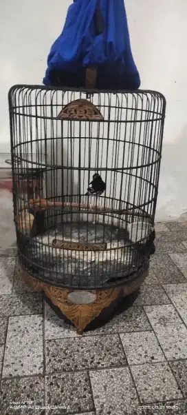Burung anis kembang fulset