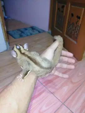 Sugar glider jantan jinak Aman