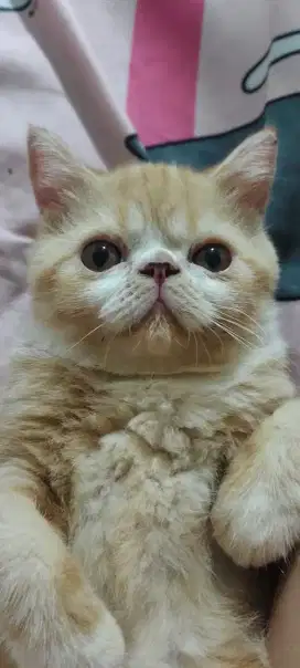 Peaknose exotic persia kitten