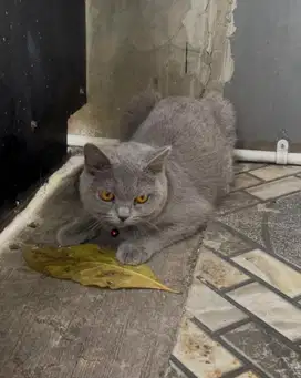 Kucing bsh british shorthair betina british short hair