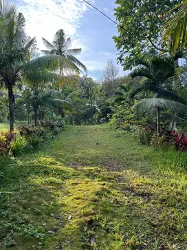 Tanah licin banyuwangi