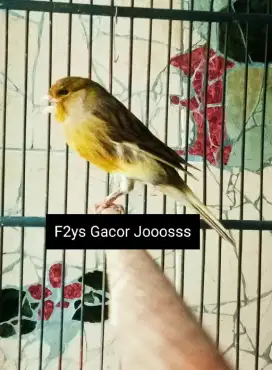 Kenari F2ys gacor