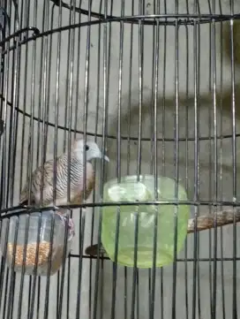 Burung perkutut lokal sri lumbung jantan