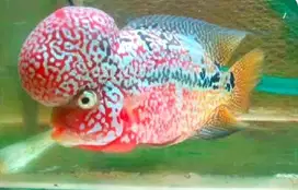 Louhan Kamfa F2 Thailand