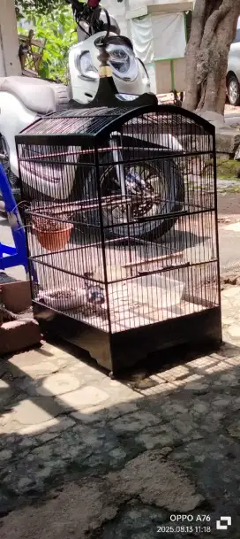 Sepasang burung kacer