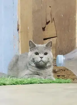 BSH British short hair jantan