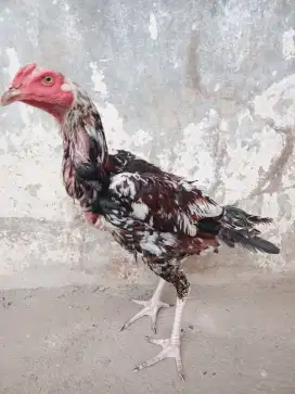 Ayam Bangkok super