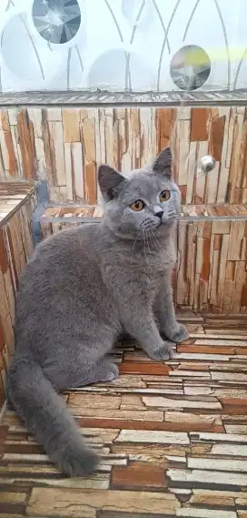 British shorthair jantan