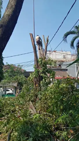 Jasa tebang pohon