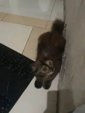 Anakan kucing persia
