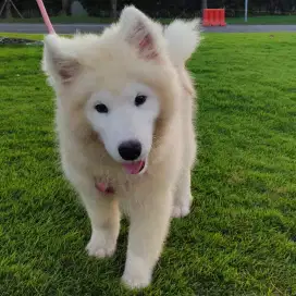 Anjing Samoyed Stambum