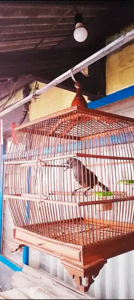 BURUNG POKSAY MANTEL BODY BIGG VOLME KERAS