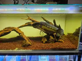 Ikan channa auranti
