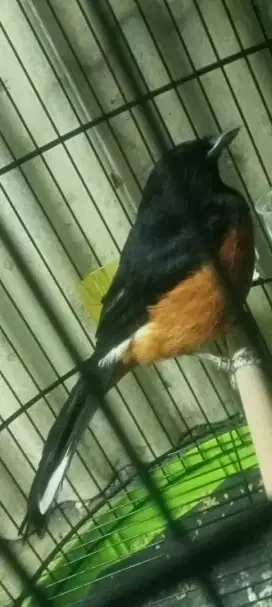 Murai keren kicau pagi