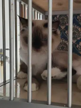 Hibah Kucing Himalaya 2 ekor