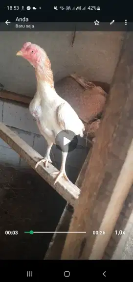Cari karywan kasi makan ayam , dari pagi sampe jam sore