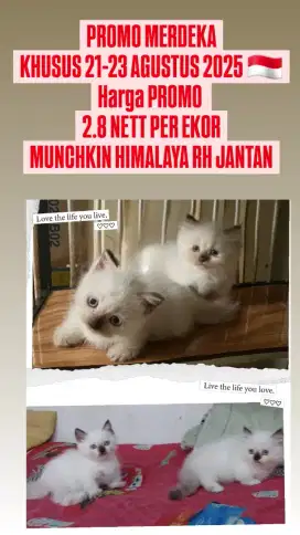 EDISI PROMO MERDEKA KITTEN MUNCHKIN