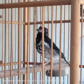 Anis kembang muda ngriwik