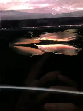Arowana silver albino