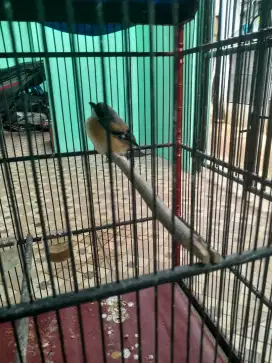 Trotolan pented jatim