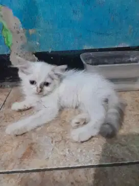 kitten persia jantan dan betina