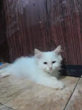 kucing kitten persia mix flat