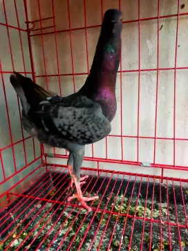 Merpati hias maltize jantan